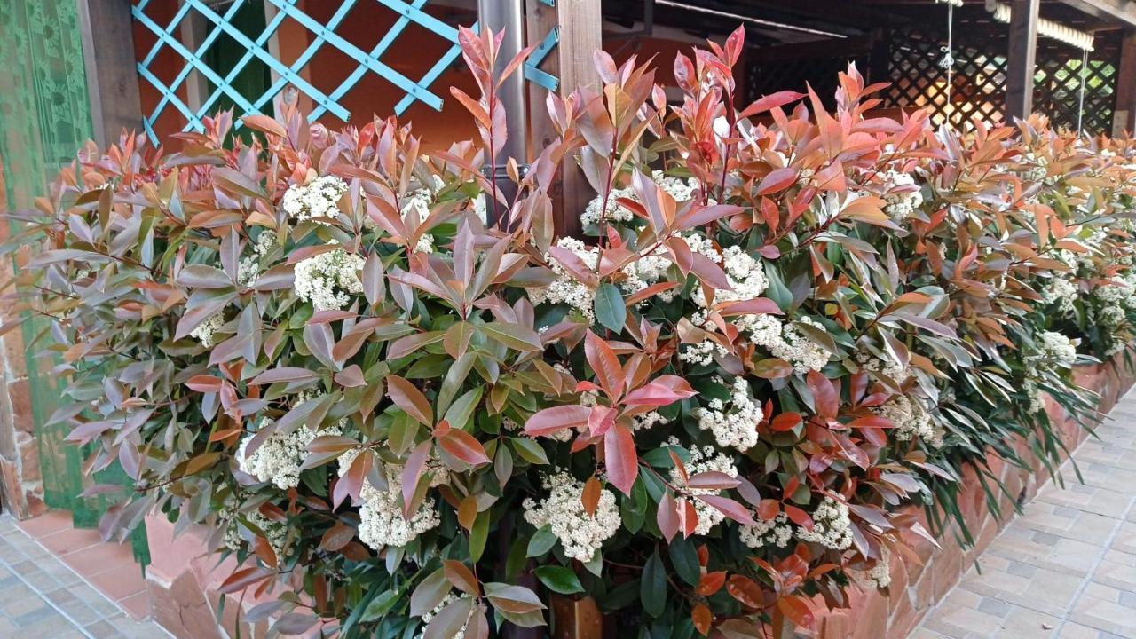 Mimose Ferienhaus Palinuro