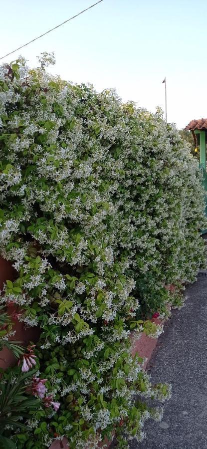 Mimose *