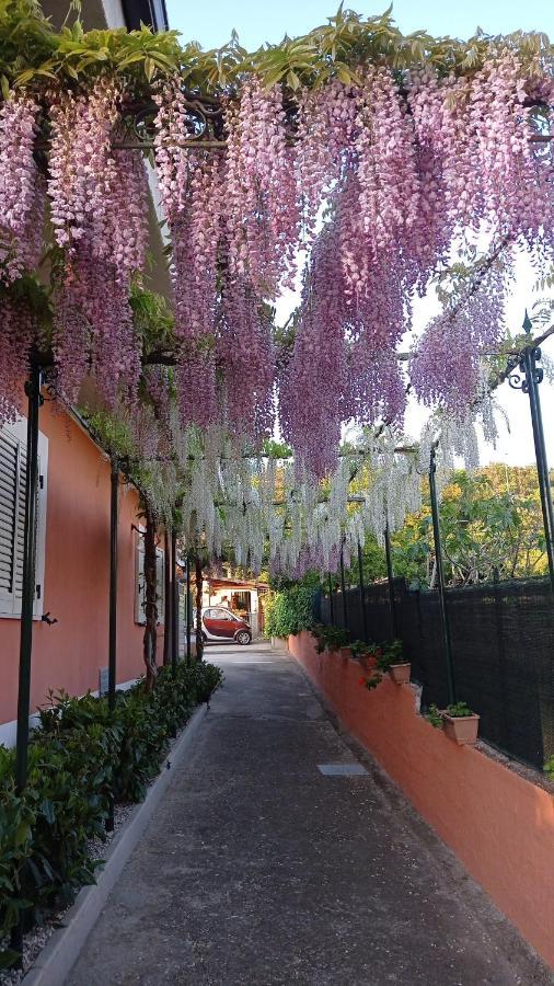Mimose * Palinuro